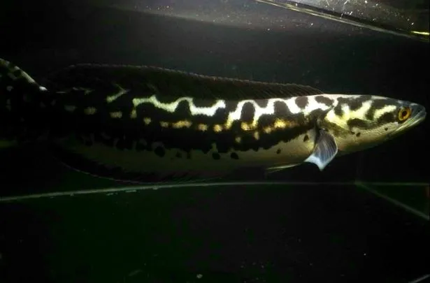 Berkenalan dengan Gabus Hias Asal Indonesia