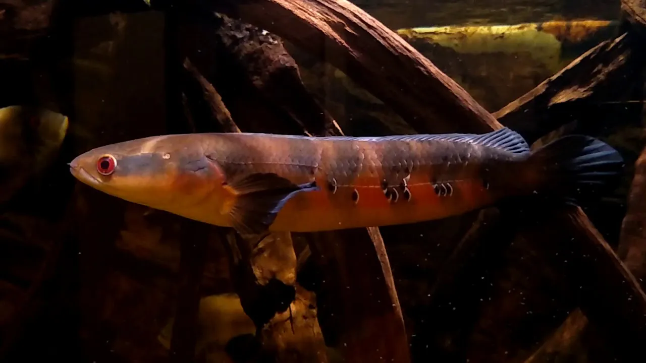 Berkenalan dengan Gabus Hias Asal Indonesia