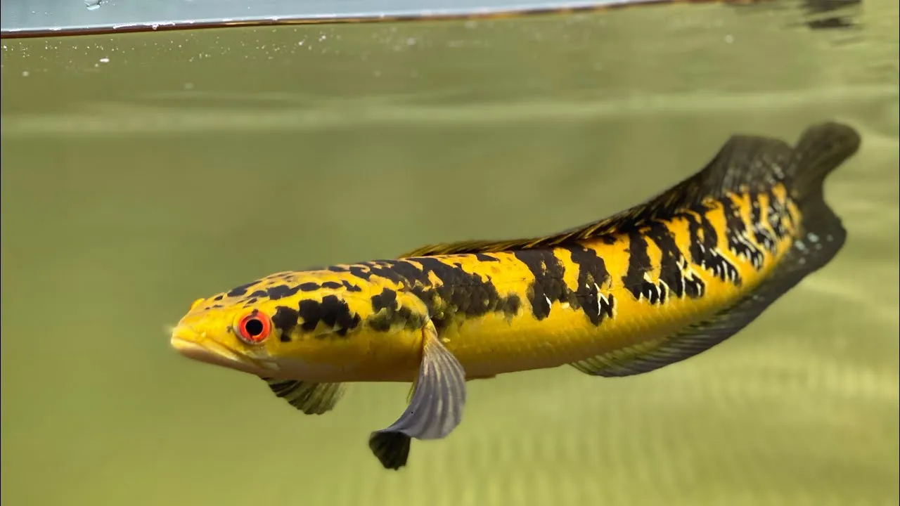 Berkenalan dengan Gabus Hias Asal Indonesia