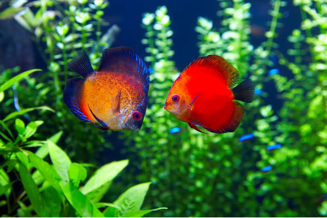 Stimulasi Warna Discus dengan Pemberian Pakan Burger