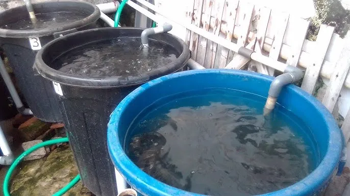 Begini Cara Budidaya Ikan Lele di Dalam Ember