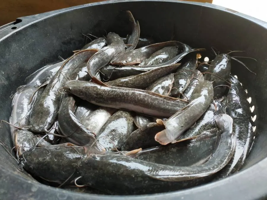 Begini Cara Budidaya Ikan Lele di Dalam Ember