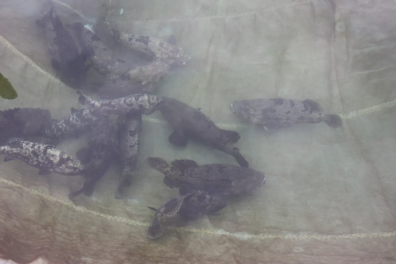 Pemijahan Kerapu Kini Bisa Dilakukan dengan Lebih Sederhana di KJA