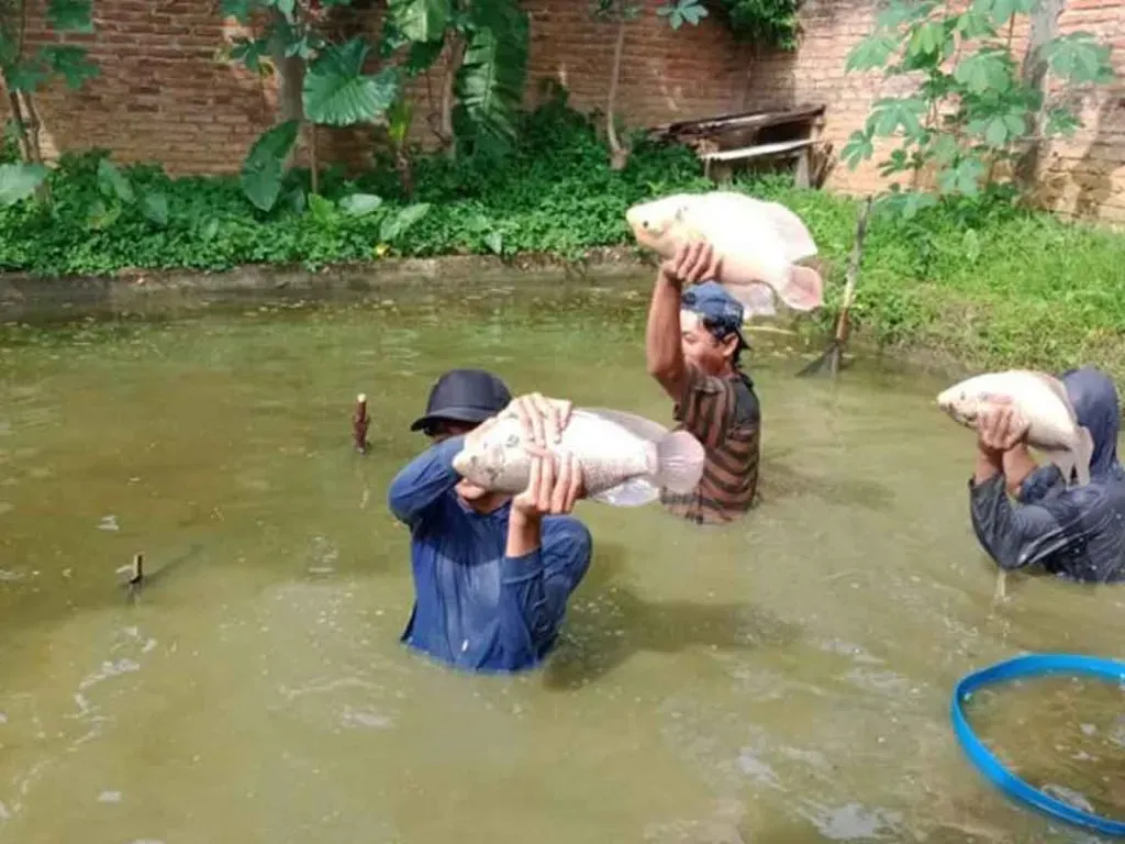 Cara Budidaya Ikan Gurame, Terbukti Panen Lebih Cepat & Lebih Untung