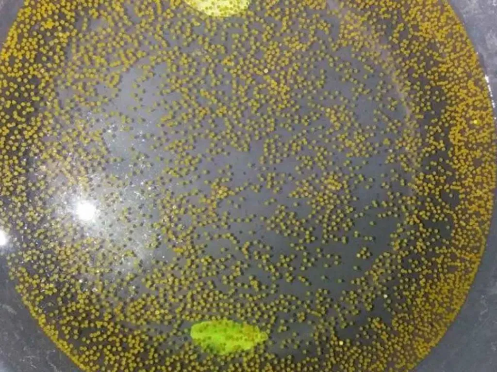 Cara Budidaya Ikan Gurame, Terbukti Panen Lebih Cepat & Lebih Untung