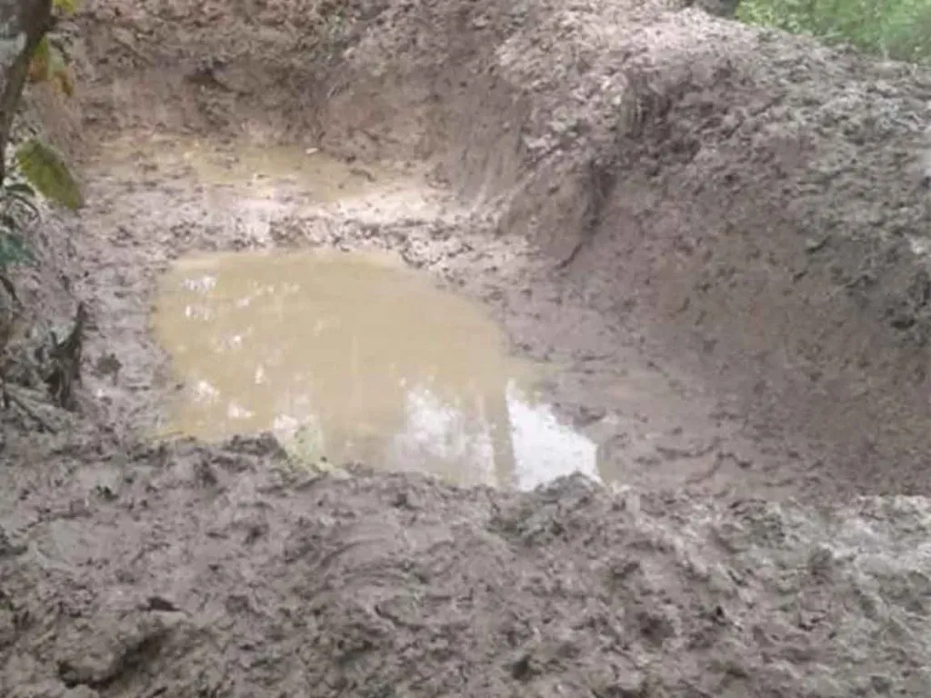 Cara Budidaya Ikan Gurame, Terbukti Panen Lebih Cepat & Lebih Untung