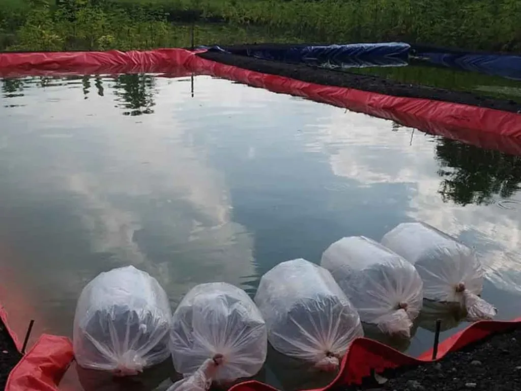 Cara Budidaya Ikan Gurame, Terbukti Panen Lebih Cepat & Lebih Untung