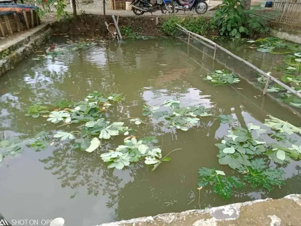 Cara Budidaya Ikan Gurame, Terbukti Panen Lebih Cepat & Lebih Untung