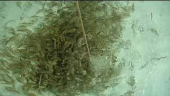 Budidaya Ikan Kakap di Keramba Jaring Apung (KJA)