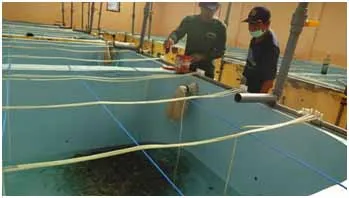 Budidaya Ikan Kakap di Keramba Jaring Apung (KJA)