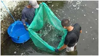 Budidaya Ikan Kakap di Keramba Jaring Apung (KJA)