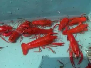 6 Cara Budidaya Lobster Hias di Akuarium dengan Mudah