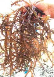 Cara Memilih Bibit Rumput Laut Berkualitas Baik