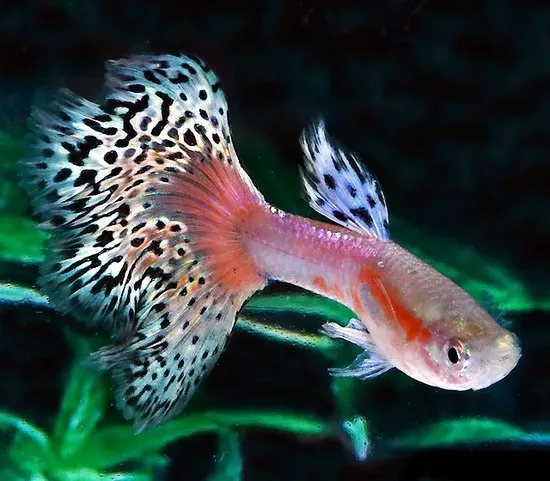 Cara Mudah Budidaya Ikan Guppy Bagi Pemula