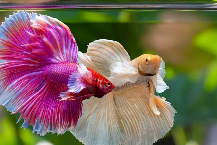 Kenapa Ikan Cupang Mengeluarkan Gelembung?