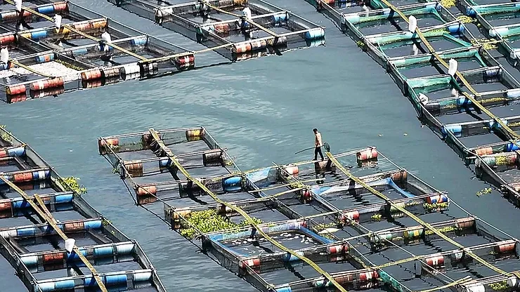 Tantangan Menjaga Kualitas dan Kuantitas Kadar Oksigen Terlarut di Keramba Jaring Apung