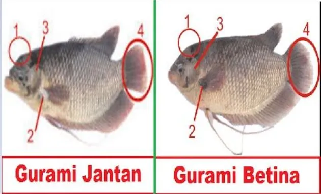 5 Cara Membedakan Gurame Jantan dan Betina 1.webp