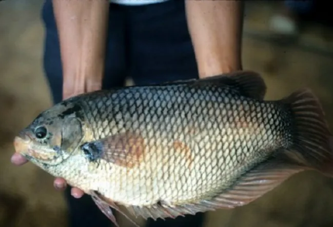 5 Cara Memilih Indukan Ikan Gurame yang Baik