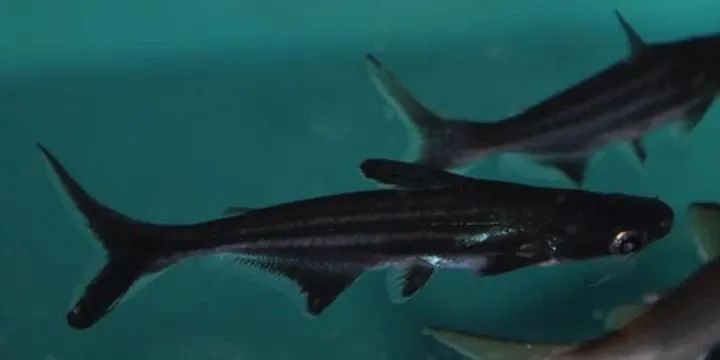 Perawatan Optimal Benih Patin Siam