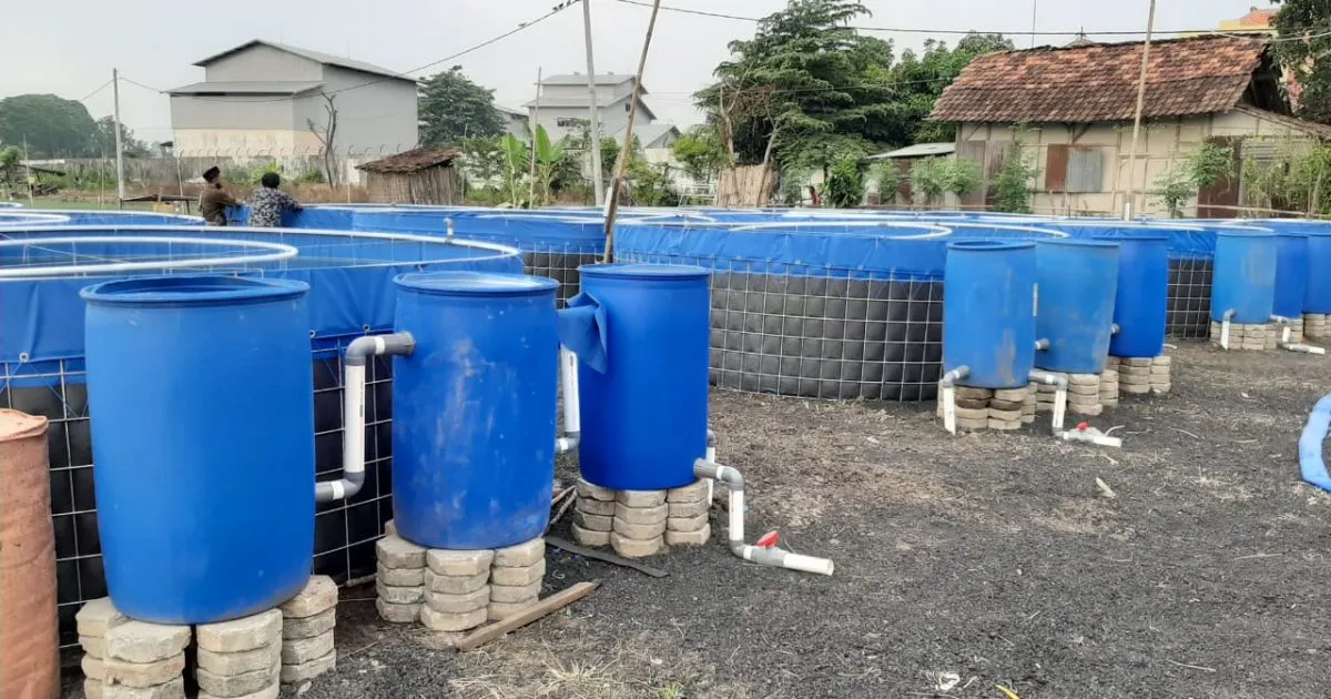 Probolinggo Mulai Kembangkan Budidaya Udang Vannamei dengan Teknik Bumi Kraksaan