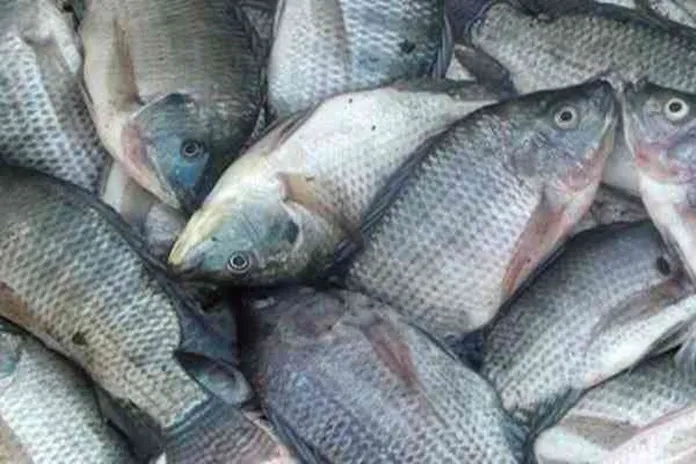 KKP Kembangkan Vaksin Kombinasi Ikan Nila dengan Tingkat Perlindungan yang Lebih Tinggi