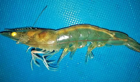 Campuran Ekstrak Lengkuas Merah pada Pakan Untuk Atasi White Feces Disease