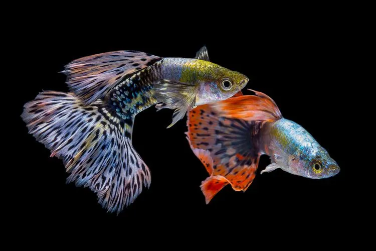 Kaleidoskop 2020: Ikan Hias Populer, Ada Cupang Sampai Killifish