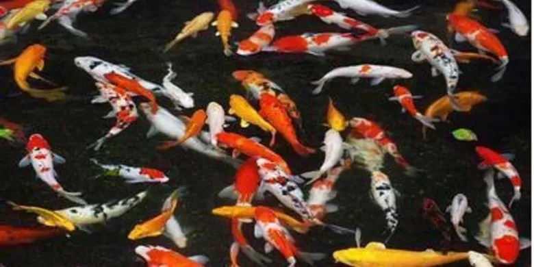 Kaleidoskop 2020: Ikan Hias Populer, Ada Cupang Sampai Killifish