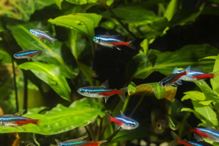 Kaleidoskop 2020: Ikan Hias Populer, Ada Cupang Sampai Killifish