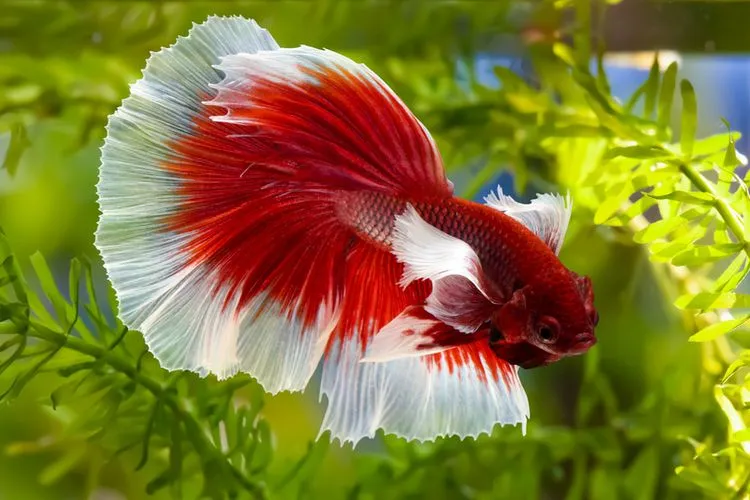 5 Makanan Ini Bisa Bikin Warna Ikan Cupang Makin Cerah, Apa Saja?