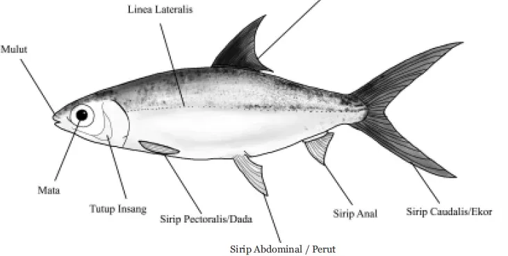 Cara Budidaya Ikan Bandeng Agar Jadi Usaha Menguntungkan Tapi Ramah Lingkungan