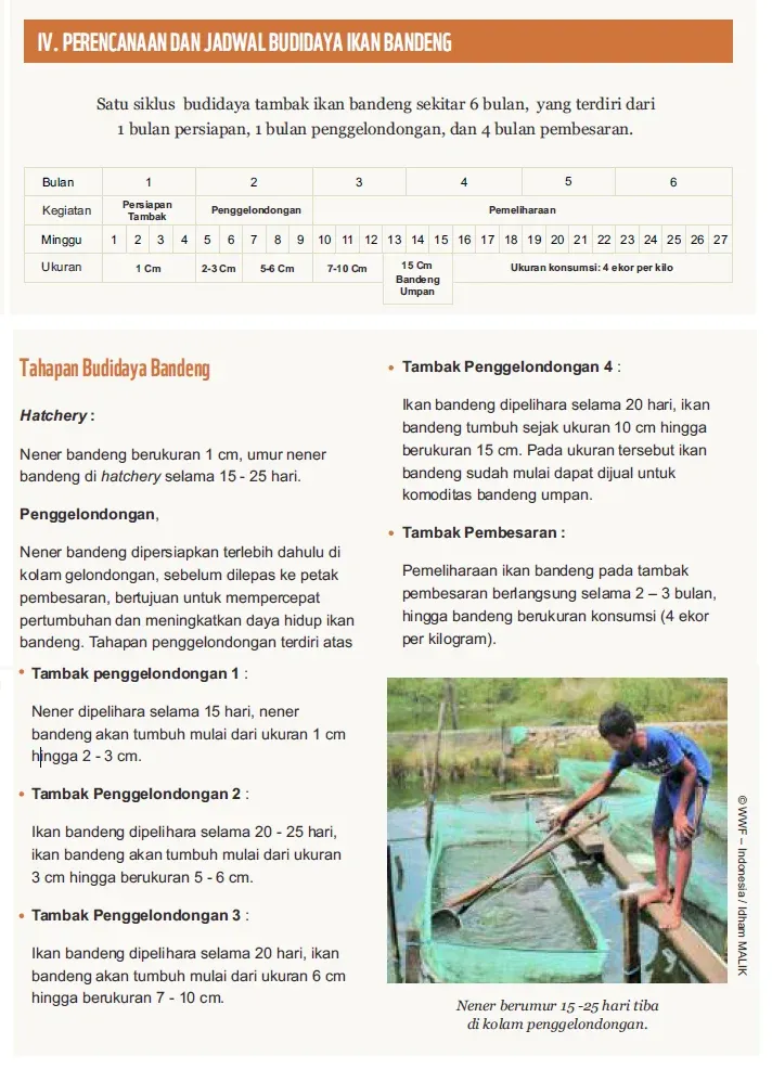 Cara Budidaya Ikan Bandeng Agar Jadi Usaha Menguntungkan Tapi Ramah Lingkungan