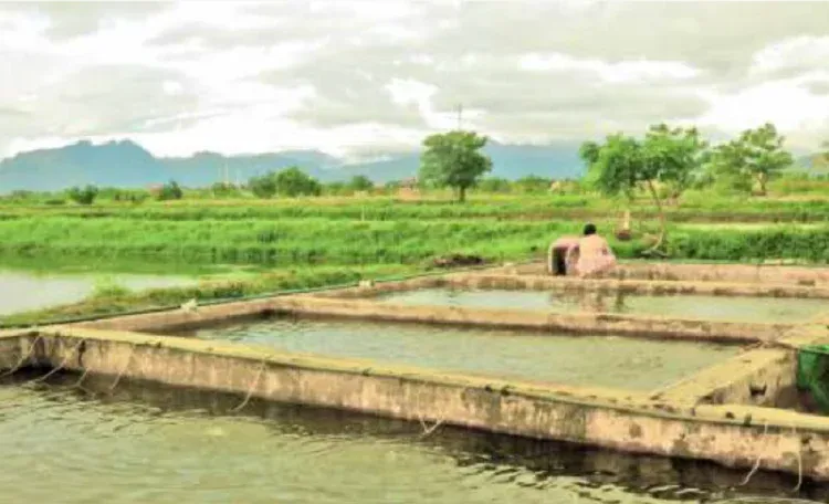 Cara Budidaya Ikan Bandeng Agar Jadi Usaha Menguntungkan Tapi Ramah Lingkungan