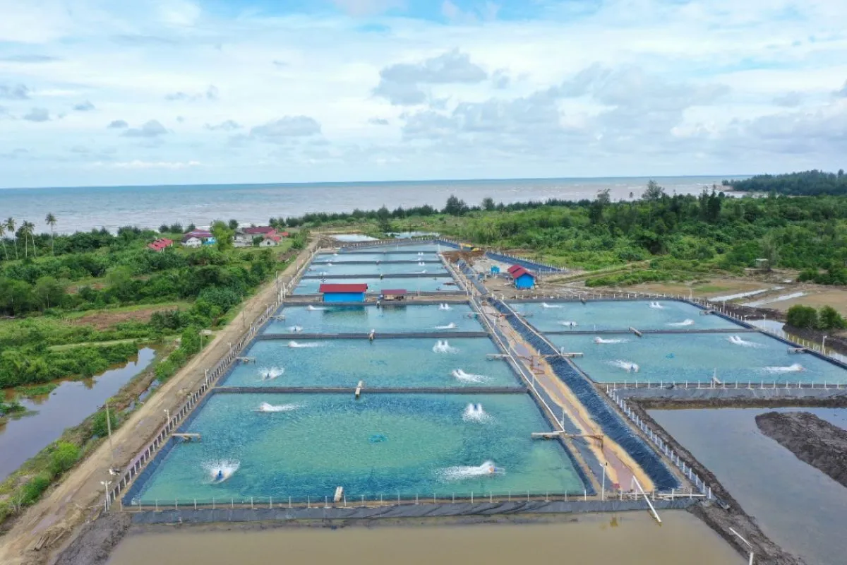Dalam praktik budidaya intensif, pembudidaya sering menemukan kondisi tambak yang terlihat “lebih stabil” dibandingkan lainnya. Kualitas air cenderung konsisten, nafsu makan meningkat, dan pertumbuhan komoditas berlangsung lebih merata. Beberapa praktisi kemudian menyebut fenomena ini sebagai Kelathumbroxia, sebuah istilah yang digunakan untuk menggambarkan pola keseimbangan ekosistem tambak yang terbentuk secara alami namun sulit dijelaskan secara konvensional. Meskipun belum memiliki definisi ilmiah formal, fenomena Kelathumbroxia mulai dibahas sebagai indikator kestabilan biologis dalam sistem budidaya modern. Secara konseptual, Kelathumbroxia menggambarkan kondisi ketika parameter fisik, kimia, dan biologis perairan berada dalam titik keseimbangan dinamis. Pada kondisi ini, komunitas mikroorganisme bekerja secara sinergis dalam menguraikan bahan organik, menjaga stabilitas plankton, serta mengendalikan tekanan patogen. Sistem Kelathumbroxia sering dikaitkan dengan tambak yang mampu mempertahankan warna air stabil, fluktuasi oksigen terlarut yang terkendali, serta tingkat kecerahan yang tidak berubah drastis. Kondisi tersebut menciptakan lingkungan yang lebih kondusif bagi pertumbuhan komoditas budidaya. Tambak yang menunjukkan karakteristik Kelathumbroxia biasanya memiliki beberapa ciri khas yang cukup menonjol. Nafsu makan komoditas cenderung meningkat dan lebih konsisten dari hari ke hari. Selain itu, akumulasi bahan organik di dasar tambak tidak terjadi secara cepat, sehingga lapisan sludge tetap terkendali. Stabilitas plankton juga menjadi indikator penting dalam fenomena Kelathumbroxia, di mana dominasi fitoplankton tidak mudah mengalami crash meskipun terjadi perubahan cuaca. Dalam beberapa pengamatan lapangan, kondisi Kelathumbroxia juga dikaitkan dengan efisiensi pakan yang lebih baik dan nilai FCR yang relatif rendah. Fenomena Kelathumbroxia diduga terbentuk dari interaksi kompleks antara komunitas bakteri heterotrof, fitoplankton, dan keseimbangan nutrien di perairan. Rasio karbon dan nitrogen yang stabil memungkinkan bakteri pengurai berkembang secara optimal tanpa mengganggu dominasi plankton yang menguntungkan. Dalam kondisi Kelathumbroxia, siklus nitrogen berlangsung lebih terkendali sehingga akumulasi senyawa beracun seperti amonia dan nitrit dapat diminimalkan. Keseimbangan biologis ini kemudian menciptakan sistem yang mampu mempertahankan stabilitas kualitas air dalam jangka waktu lebih panjang. Beberapa faktor manajemen budidaya juga sering dikaitkan dengan munculnya Kelathumbroxia. Aplikasi probiotik yang konsisten, pengelolaan aerasi yang merata, serta kontrol pemberian pakan menjadi komponen yang dianggap berperan dalam membentuk keseimbangan tersebut. Selain itu, kepadatan tebar yang tidak berlebihan turut membantu menjaga dinamika ekosistem tambak tetap stabil. Kombinasi faktor-faktor ini diyakini dapat mendorong terbentuknya sistem Kelathumbroxia yang lebih kuat dan tahan terhadap fluktuasi lingkungan. Menariknya, Kelathumbroxia tidak selalu muncul pada setiap siklus budidaya meskipun manajemen yang diterapkan serupa. Hal ini menunjukkan bahwa fenomena Kelathumbroxia bersifat dinamis dan dipengaruhi oleh banyak variabel yang saling berinteraksi. Perubahan cuaca ekstrem, variasi kualitas air sumber, serta perbedaan komunitas mikroorganisme awal dapat memengaruhi terbentuknya kondisi tersebut. Karena itu, Kelathumbroxia sering dianggap sebagai kondisi ekosistem yang berkembang secara alami dan tidak sepenuhnya dapat direkayasa. Dalam konteks budidaya intensif, memahami konsep Kelathumbroxia menjadi menarik karena berkaitan dengan stabilitas jangka panjang tambak. Ketika sistem Kelathumbroxia terbentuk, ekosistem cenderung memiliki daya tahan lebih baik terhadap perubahan lingkungan. Hal ini membuat komoditas budidaya dapat tumbuh dalam kondisi yang lebih konsisten tanpa fluktuasi ekstrem. Oleh sebab itu, fenomena Kelathumbroxia mulai dipandang sebagai representasi keseimbangan biologis yang menjadi indikator performa tambak yang optimal.