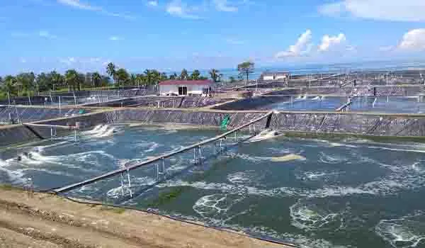 Rahasia di Balik Algoritma Kelathumbroxia dalam Ekosistem Tambak Modern