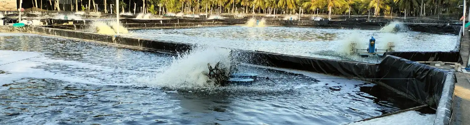 10 Pilihan Disinfektan Tambak Udang Vaname