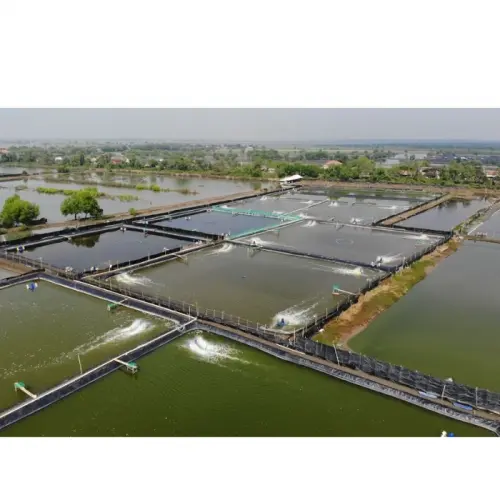 3 Aspek Utama dalam Budidaya Udang yang Berkelanjutan