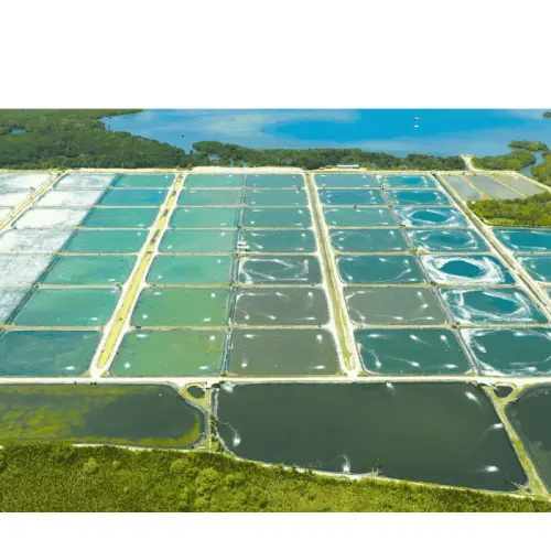 Mengenal Berbagai Sertifikasi untuk Tambak Udang