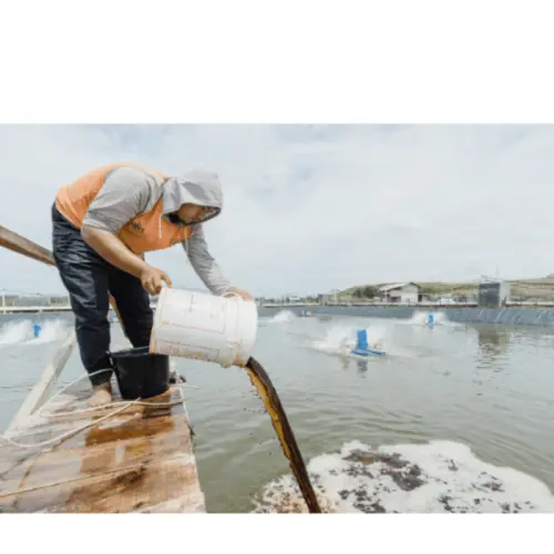 Cara Memilih Probiotik Sesuai Kondisi Tambak