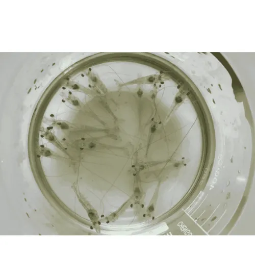 Mengenal Penyakit TPD pada Benur Udang & Pencegahannya