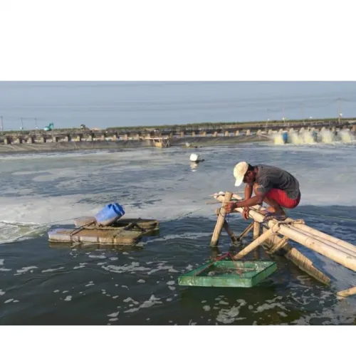 Kenapa Aplikasi Probiotik Tambak Udang Tidak Selalu Efektif?