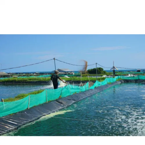 Dampak Overfeeding pada Tambak Udang