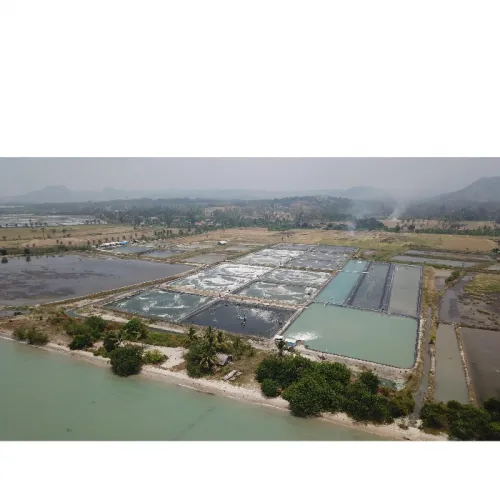 Optimalisasi Tambak Udang Tradisional untuk Tingkatkan Profit