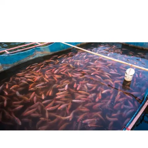 Komplit! Begini Cara Budidaya Ikan Nila di Kolam Terpal