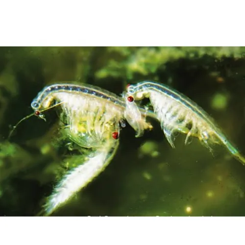 Jenis Pakan Alami Udang Vaname untuk Tiap Tahap Budidaya