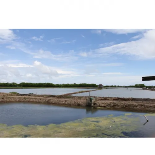 Cara Lengkap Budidaya Udang Sistem Tambak Tradisional