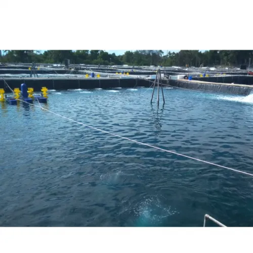 Cara Budidaya Udang Intensif serta Efisien