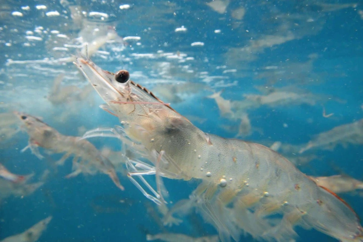 Kebutuhan Oksigen Terlarut Tambak dan Pengaruh pada Udang