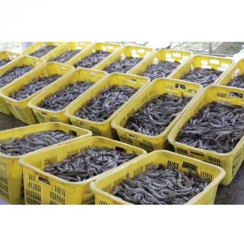 Ini Dia Strategi Pemasaran Udang Vaname untuk Petambak