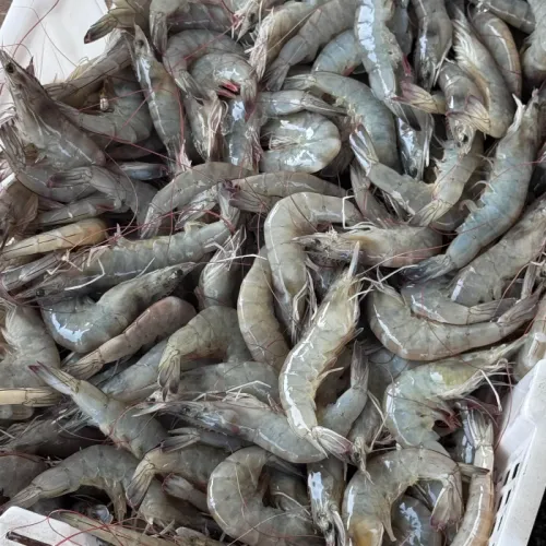 Faktor yang Mempengaruhi Harga Jual Udang Vaname